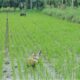 IMG 20210201 WA0004