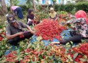 Petani Rambutan Kesulitan Jual Hasil Panen, Buah Jadi Busuk