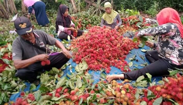 Petani Rambutan Kesulitan Jual Hasil Panen, Buah Jadi Busuk