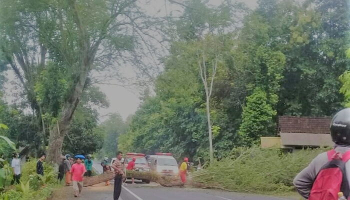 Sungguh Bernasib Malang, Pria Ini Tewas Tertimpa Pohon di Jalan