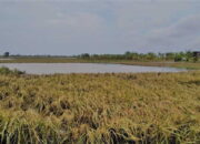 Kerugian Lahan Padi Akibat Banjir Capai 20 M