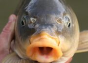 Ikan Mas Jadi Problem di Australia