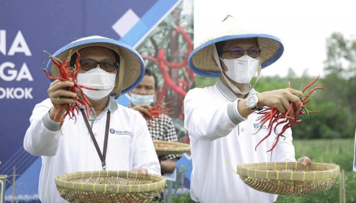 Panen Cabai Berlipat-lipat, Begini Caranya