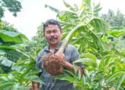 Raja Porang Lulusan SD Membina Ribuan Petani