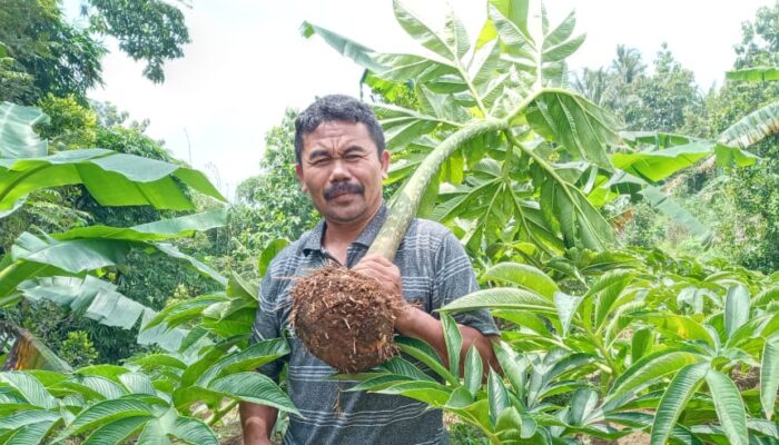 Raja Porang Lulusan SD Membina Ribuan Petani
