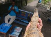 Warga Geger Temukan Buaya di Objek Wisata Teratai Biru