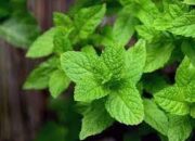 Masalah Pencernaan? Daun Ini Obatnya