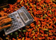 Di Bali harga Cabai Meroket, Sebagian yang Lain Turun