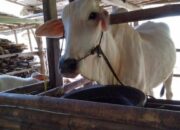 Melihat Sapi PO di Kebumen yang Menjadi Warisan