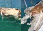 Ini Kata LIPI terkait Penemuan Monster laut di Natuna Utara