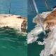 penemuan monster laut di natuna kepri