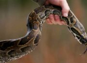 Ular Pyton Teror Warga di Gunungkidul