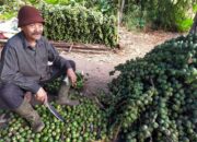 Sebelum Jadi Kolak, Buah Ini Dipetik dengan Susah Payah