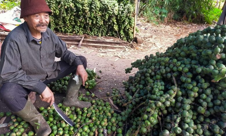 Sebelum Jadi Kolak, Buah Ini Dipetik dengan Susah Payah IMG 20210415 WA0019