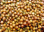 Rebusan Ketumbar untuk Kesehatan, Ini Deretan Faedahnya