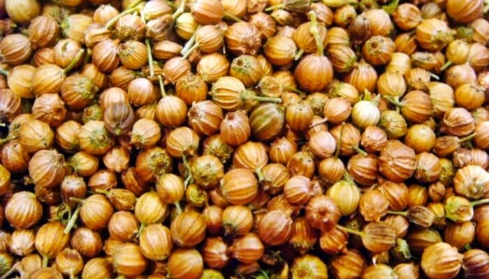 Rebusan Ketumbar untuk Kesehatan, Ini Deretan Faedahnya