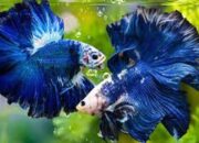 Anda Hobi Ikan Cupang, Ketahui Hal Ini Sebelum Terjadi