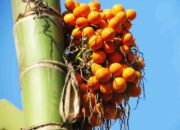 Buah Ini Bisa Buat Pria On Trus