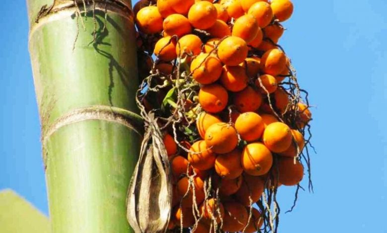 Buah Ini Bisa Buat Pria On Trus fab63c00 60e1 4421 9e74 8f5a2a51342d