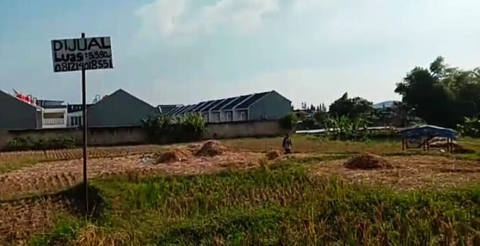 Ikin Bergantung pada Sawah, Area Kini Semakin Terancam