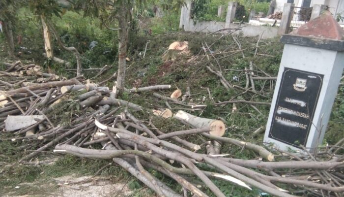 Waduh, Dua Pohon di Tanah milik Pemda Ditebang Orang