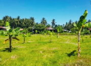 Lapang Bola Ditanami Pisang, Aparat Desa Bingung?