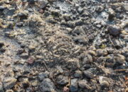 Ulat Bulu Meneror Warga di Kuningan