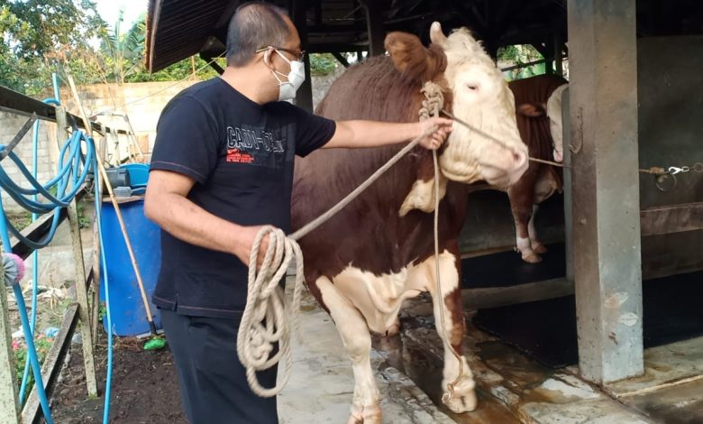 Sapi Baron dari Lembang Dipilih Jokowi Bakal Kurban Sapi Baron dari Lembang Dipilih Jokowi Bakal Kurban
