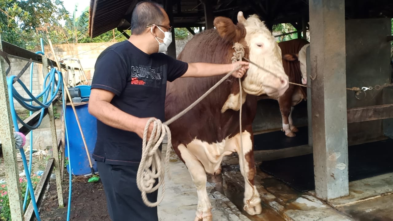 Sapi Baron dari Lembang Dipilih Jokowi Bakal Kurban