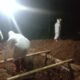 Bertambah, 1 Warga Cipeuyeum Meninggal Terpapar COVID-19