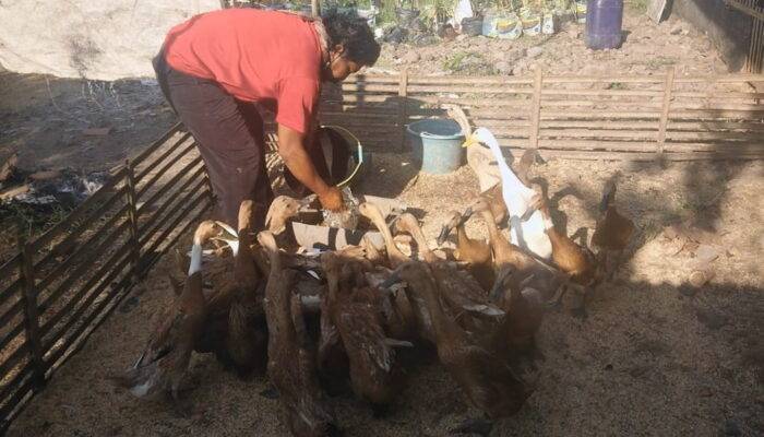 Peternak Bebek di Cianjur Terpukul Pandemi Corona, Harganya Terjun Bebas