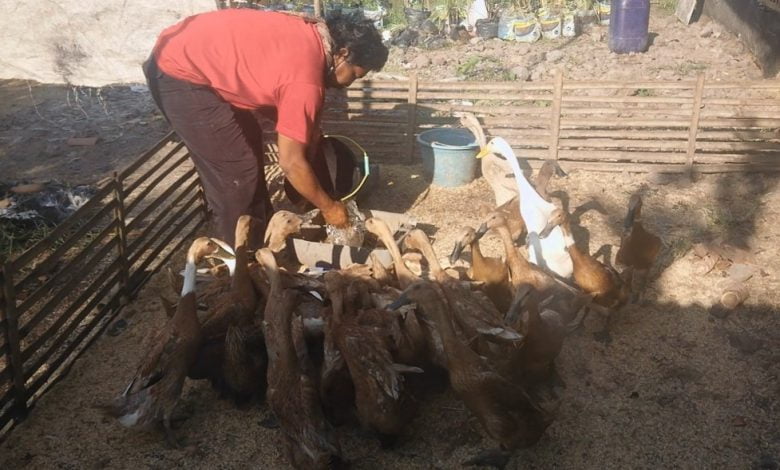Peternak Bebek di Cianjur Terpukul Pandemi Corona, Harganya Terjun Bebas Peternak Bebek di Cianjur