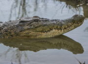 TKA China Santap Buaya Muara