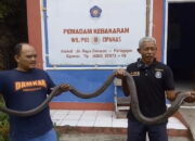 King Kobra di Rumah Warga Berhasil Dijinakan Petugas