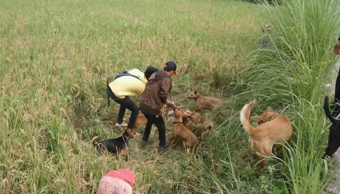Komunitas Ajag Resing Banjaran Bandung Buru Babi di Cianjur