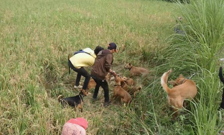 Komunitas Ajag Resing Banjaran Bandung Buru Babi di Cianjur