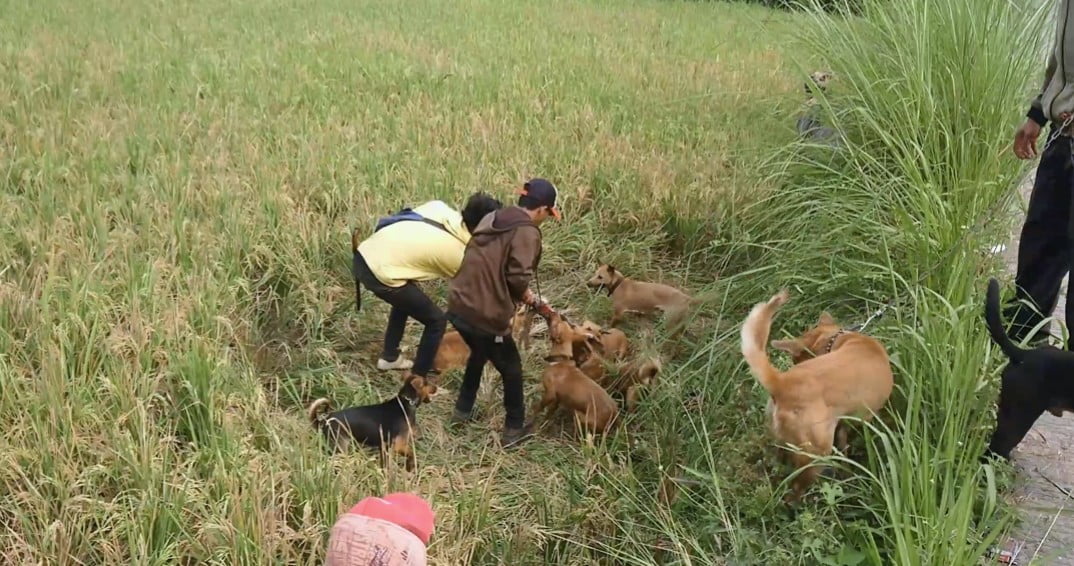 Komunitas Ajag Resing Banjaran Bandung Buru Babi di Cianjur