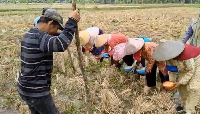 Menekan Harga Kedelai, Petani di Cianjur Tanam Virietas Anjasmoro