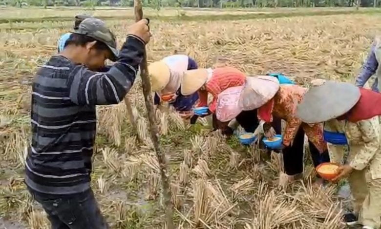 Menekan Harga Kedelai, Petani di Cianjur Tanam Virietas Anjasmoro Petani di Cianjur Tanam Virietas Anjasmoro
