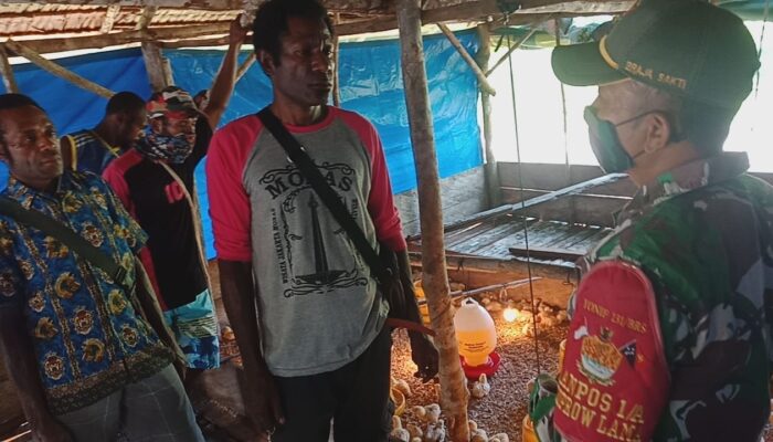 Satgas Beri Penyuluhan Ternak Ayam Potong di Papua