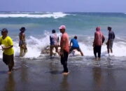 Ikan Hiu Terdampar di Pantai Sindangbarang Seberat 2 Ton