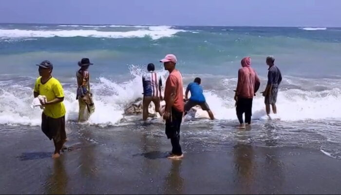 Ikan Hiu Terdampar di Pantai Sindangbarang Seberat 2 Ton