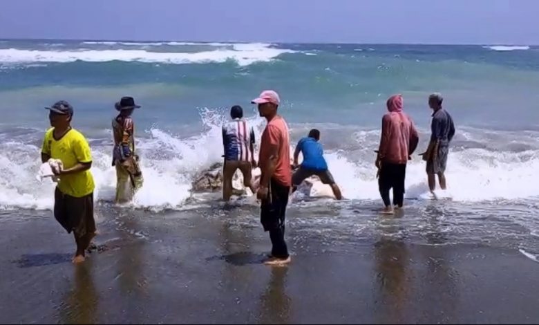 Ikan Hiu Terdampar di Pantai Sindangbarang Seberat 2 Ton Ikan Hiu Terdampar di Pantai Sindangbarang Seberat 2 Ton