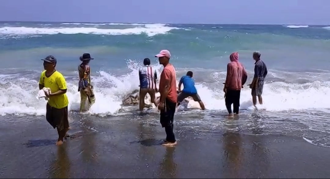 Ikan Hiu Terdampar di Pantai Sindangbarang Seberat 2 Ton