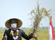 Jabar Proyeksikan Swasembada Beras