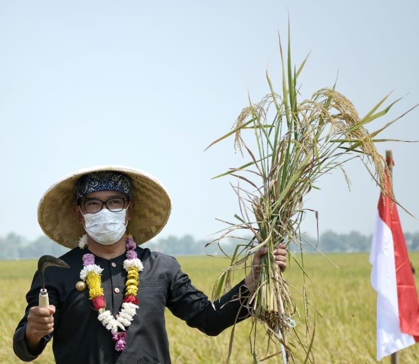 Jabar Proyeksikan Swasembada Beras