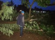 Pohon Tumbang di Kampung Pasirjunti Cianjur Timpa Jaringan Telepon