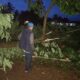 Pohon Tumbang di Kampung Pasirjunti Cianjur Timpa Jaringan Telepon