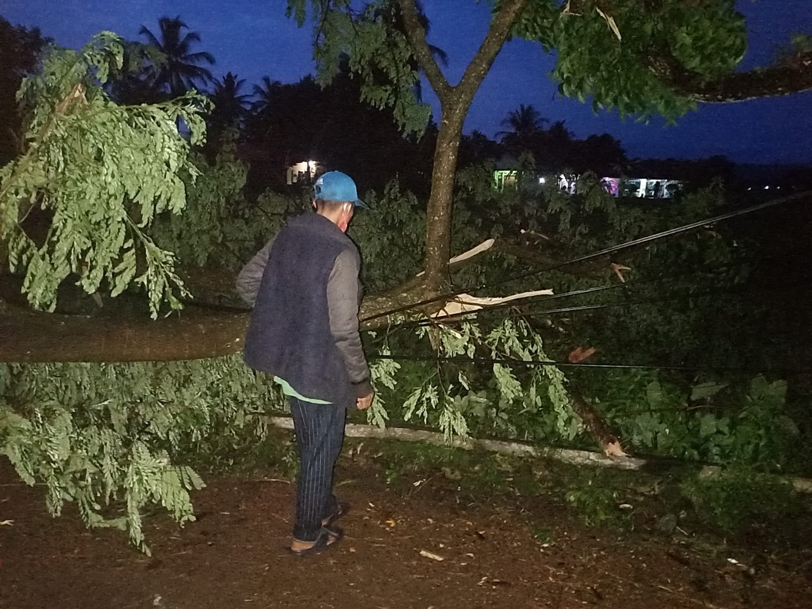 Pohon Tumbang Di Kampung Pasirjunti Cianjur Timpa Jaringan Telepon