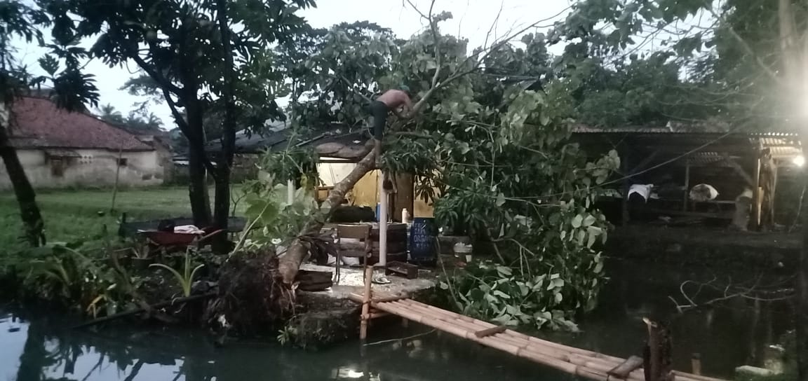 Pohon Tumbang di Kampung Pasirjunti Cianjur Timpa